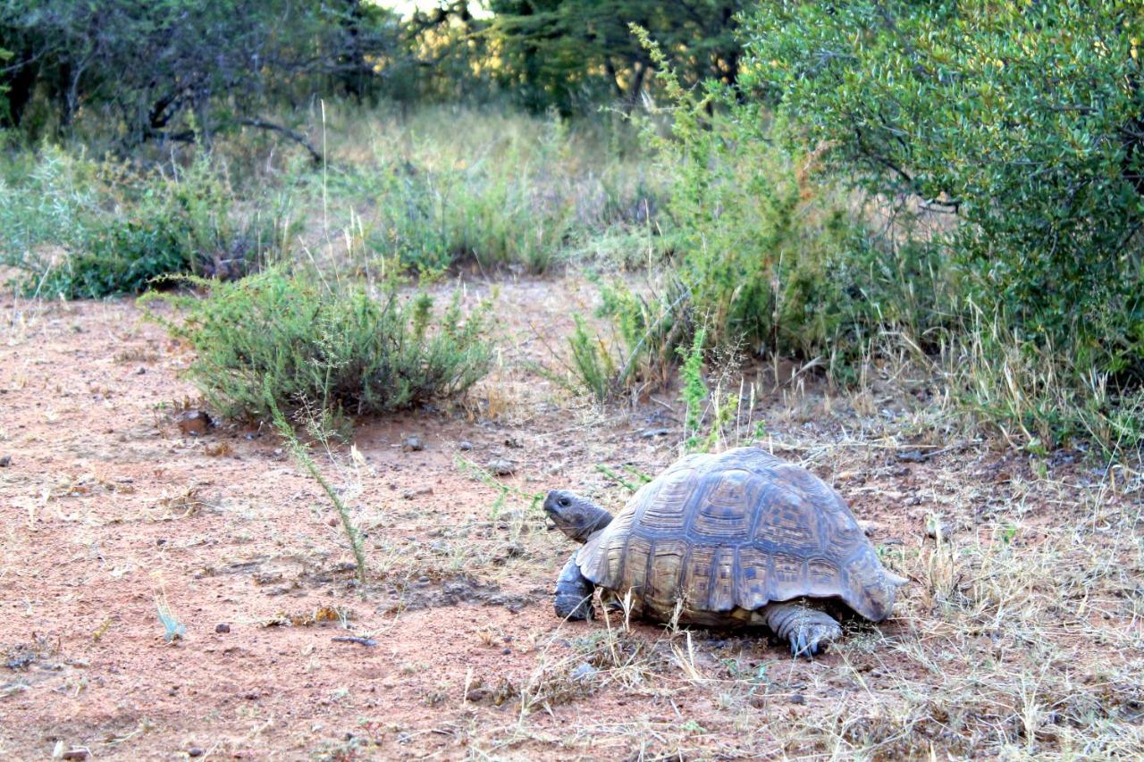 Ndlovu Log Home Dinokeng Klipdrift Buitenkant foto