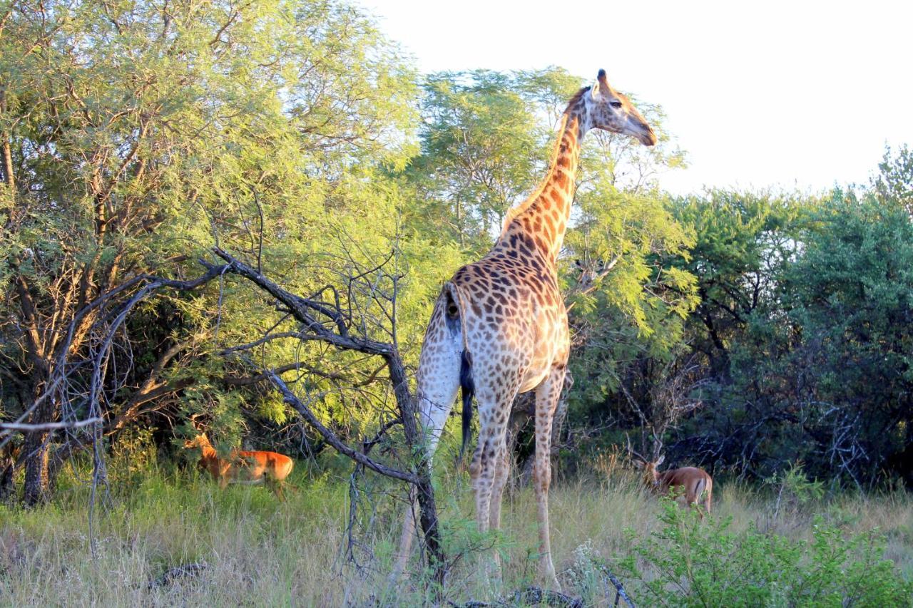 Ndlovu Log Home Dinokeng Klipdrift Buitenkant foto