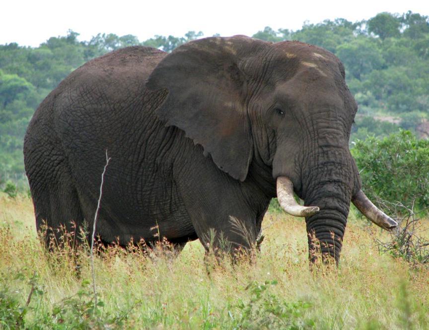 Ndlovu Log Home Dinokeng Klipdrift Buitenkant foto
