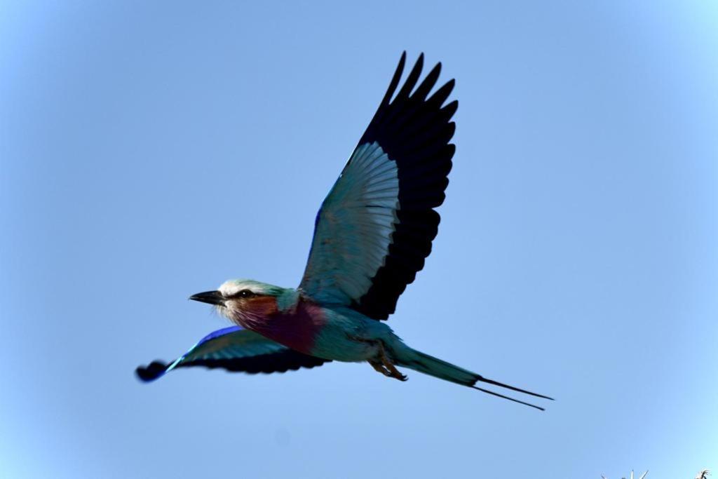Ndlovu Log Home Dinokeng Klipdrift Buitenkant foto