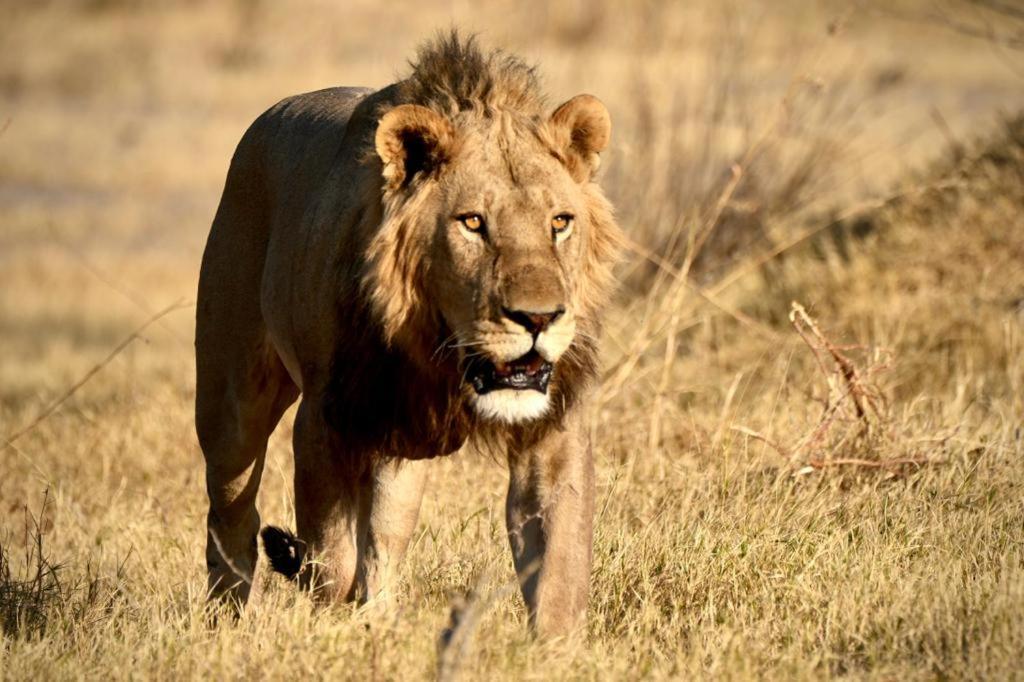 Ndlovu Log Home Dinokeng Klipdrift Buitenkant foto