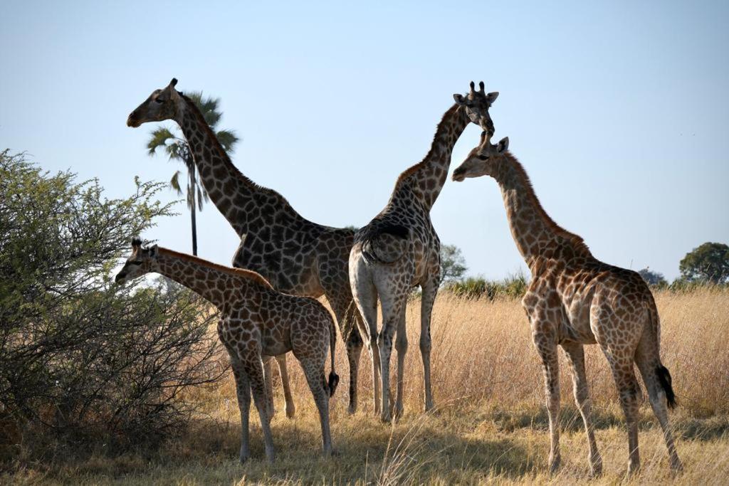 Ndlovu Log Home Dinokeng Klipdrift Buitenkant foto