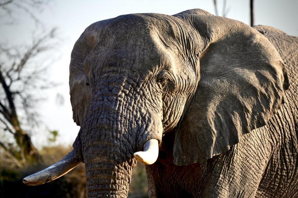 Ndlovu Log Home Dinokeng Klipdrift Buitenkant foto