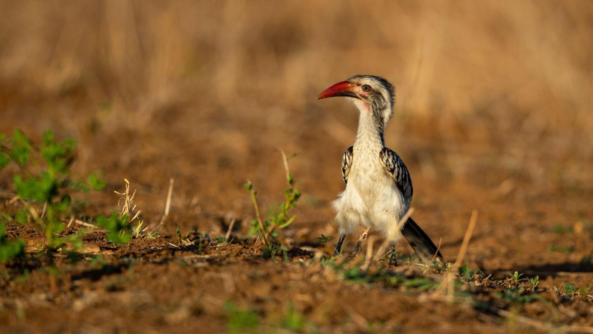 Ndlovu Log Home Dinokeng Klipdrift Buitenkant foto