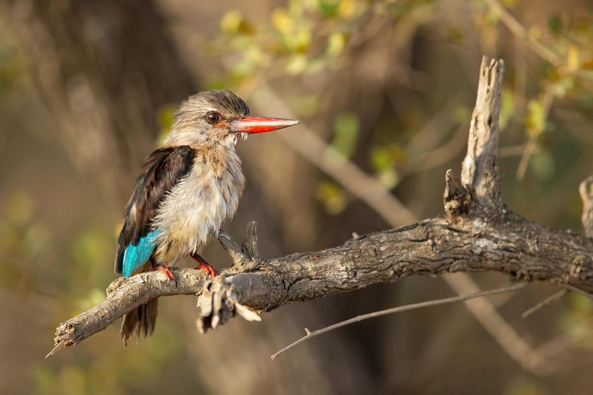 Ndlovu Log Home Dinokeng Klipdrift Buitenkant foto