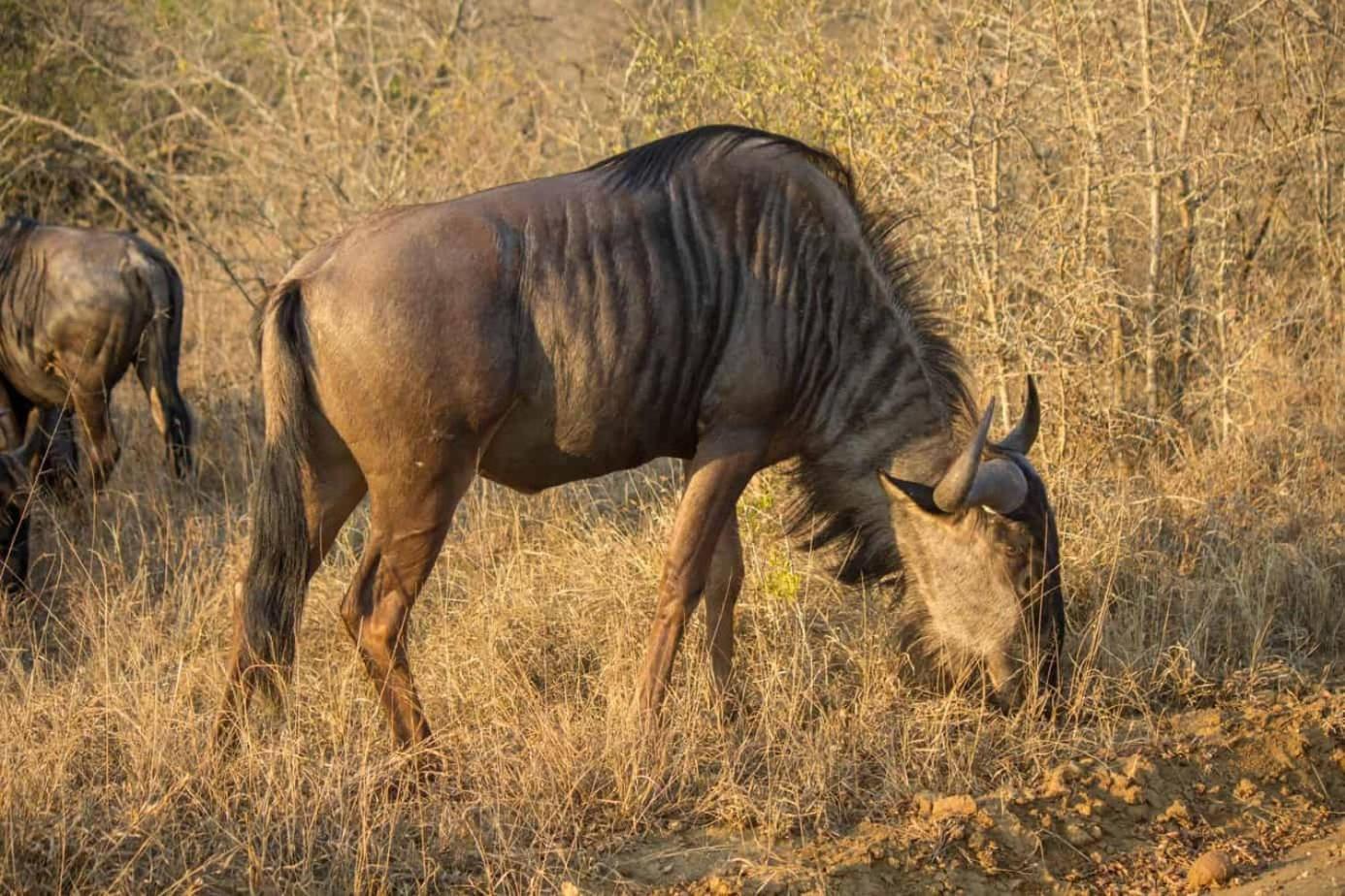 Ndlovu Log Home Dinokeng Klipdrift Buitenkant foto