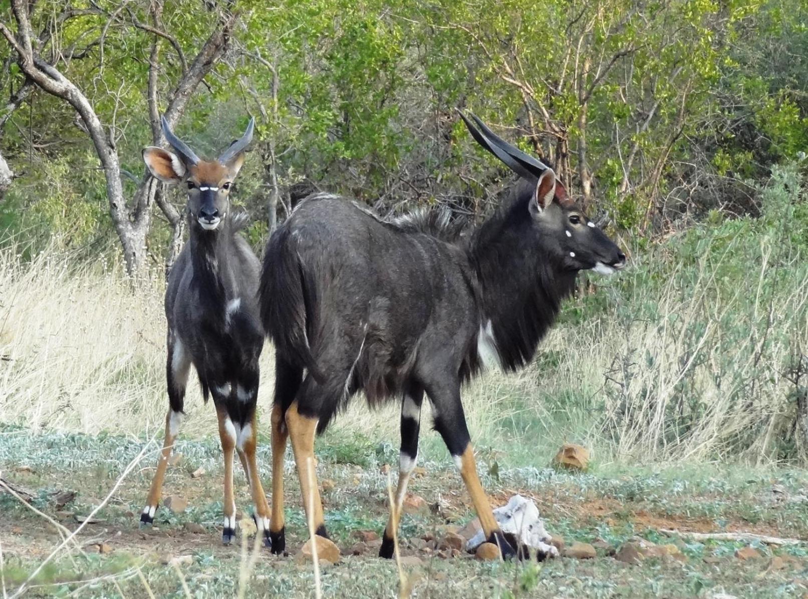 Ndlovu Log Home Dinokeng Klipdrift Buitenkant foto