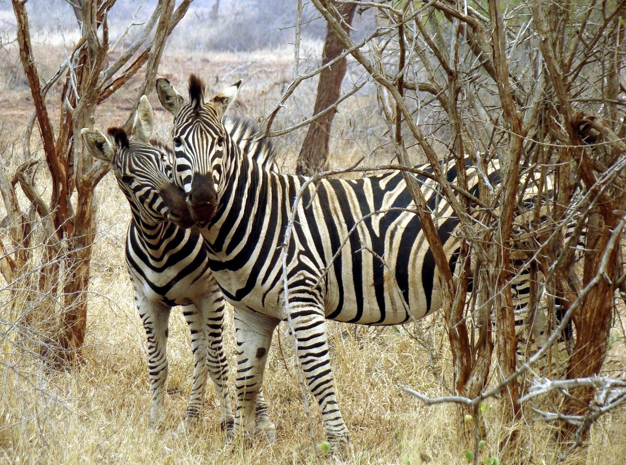 Ndlovu Log Home Dinokeng Klipdrift Buitenkant foto