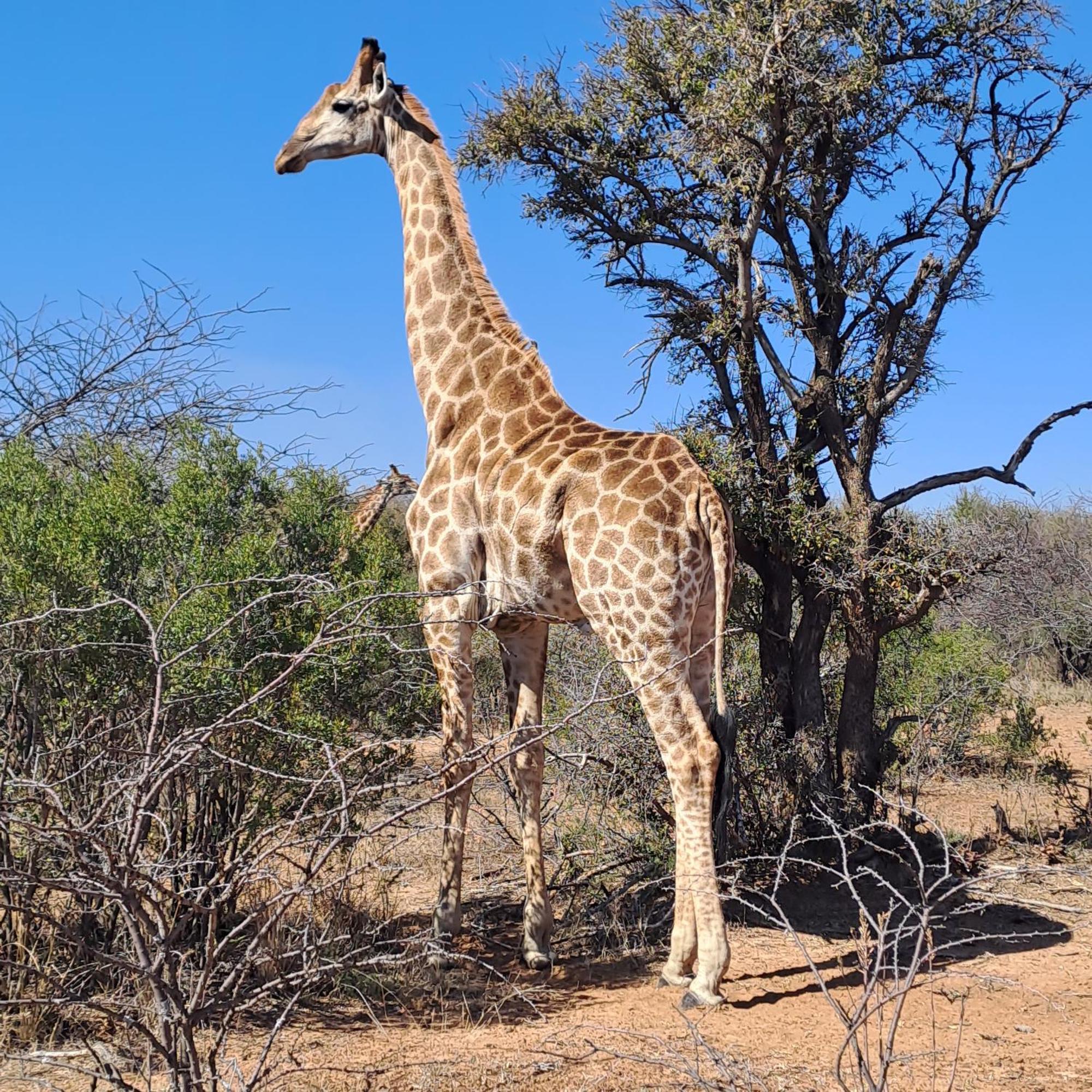 Ndlovu Log Home Dinokeng Klipdrift Buitenkant foto